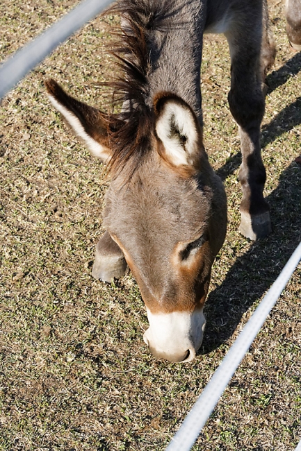 Chartreuse de Valbonne-079